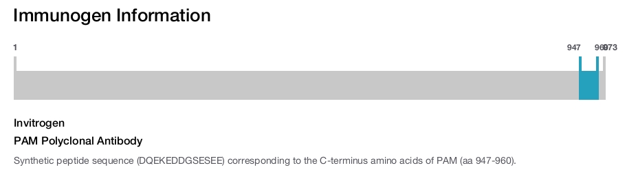 PAM Polyclonal Antibody