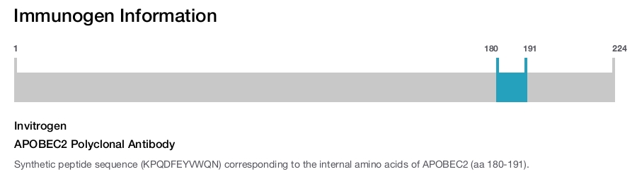 APOBEC2 Polyclonal Antibody