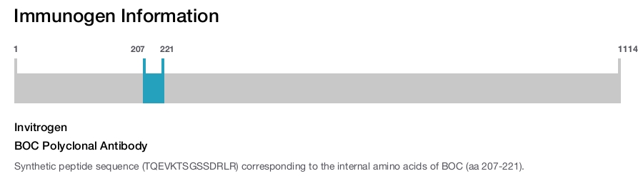 BOC Polyclonal Antibody