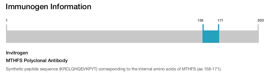 MTHFS Polyclonal Antibody