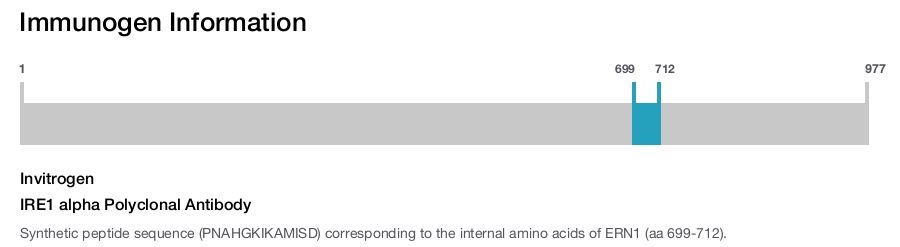 IRE1 alpha Polyclonal Antibody