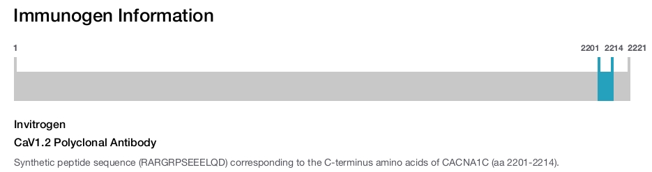 CaV1.2 Polyclonal Antibody