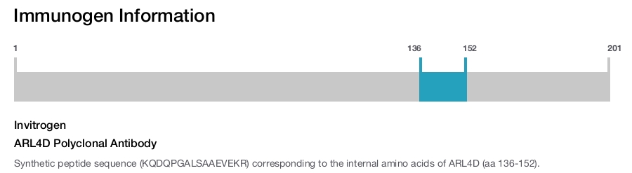 ARL4D Polyclonal Antibody