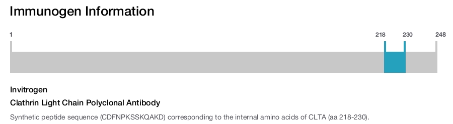 Clathrin Light Chain Polyclonal Antibody