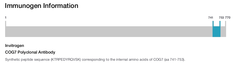 COG7 Polyclonal Antibody