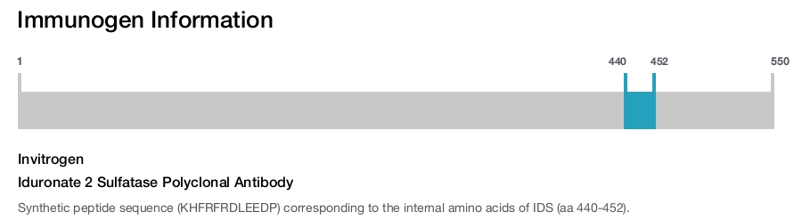 Iduronate 2 Sulfatase Polyclonal Antibody