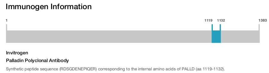 Palladin Polyclonal Antibody