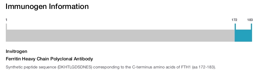 Ferritin Heavy Chain Polyclonal Antibody