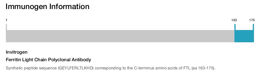 Ferritin Light Chain Polyclonal Antibody