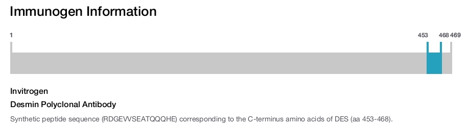 Desmin Polyclonal Antibody