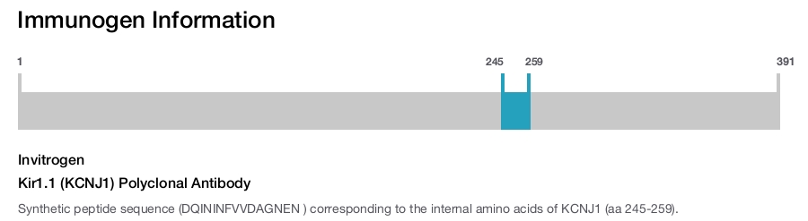 Kir1.1 (KCNJ1) Polyclonal Antibody