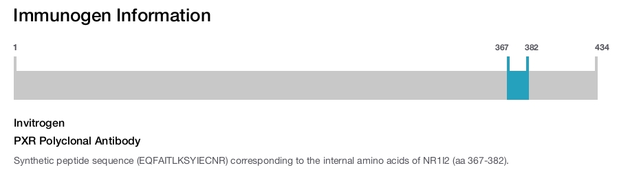 PXR Polyclonal Antibody