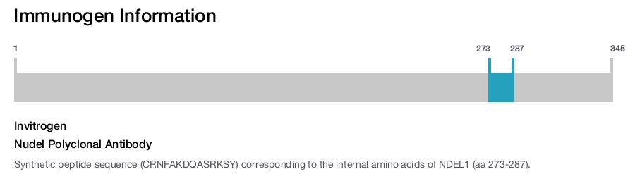 Nudel Polyclonal Antibody