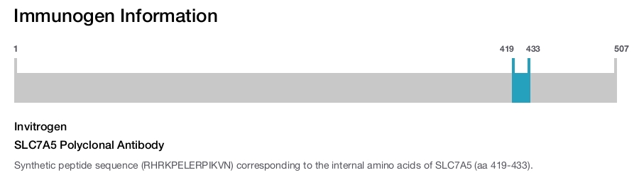 SLC7A5 Polyclonal Antibody