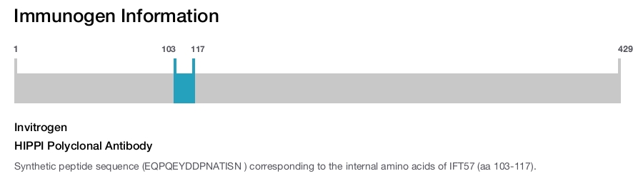 HIPPI Polyclonal Antibody