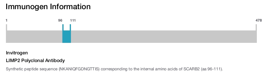 LIMP2 Polyclonal Antibody