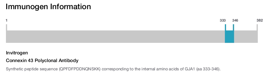 Connexin 43 Polyclonal Antibody