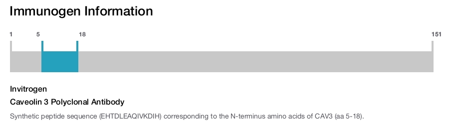 Caveolin 3 Polyclonal Antibody