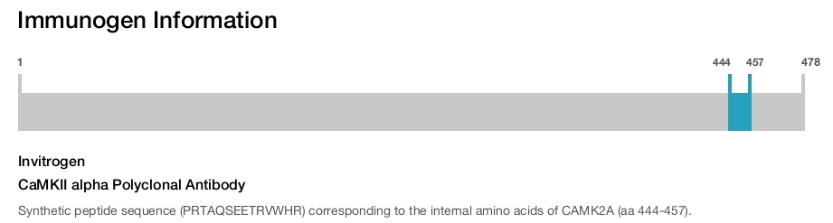 CaMKII alpha Polyclonal Antibody
