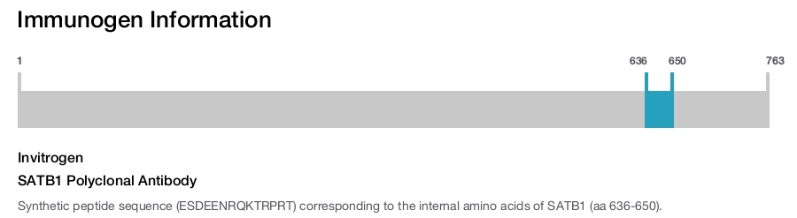 SATB1 Polyclonal Antibody