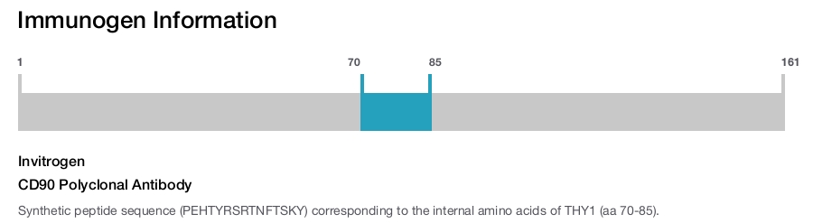 CD90 Polyclonal Antibody