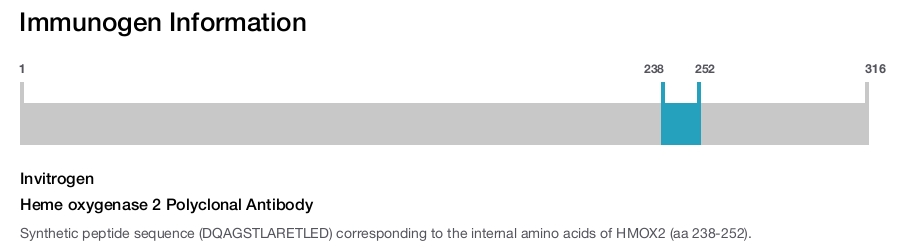 Heme oxygenase 2 Polyclonal Antibody
