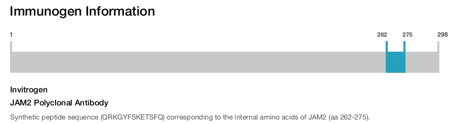 JAM2 Polyclonal Antibody