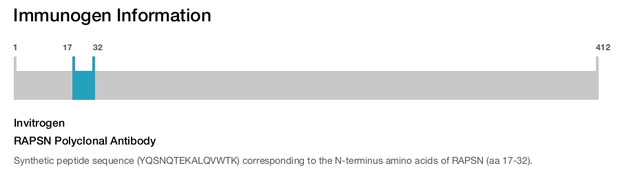 RAPSN Polyclonal Antibody