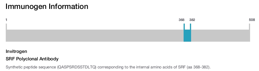 SRF Polyclonal Antibody