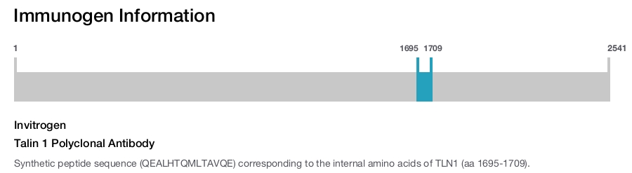 Talin 1 Polyclonal Antibody