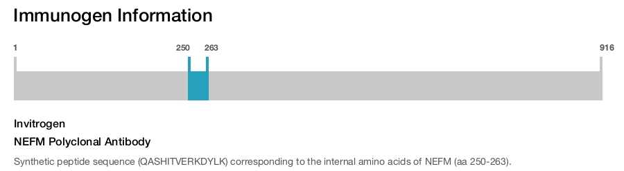 NEFM Polyclonal Antibody