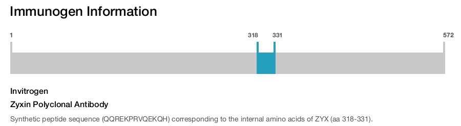 Zyxin Polyclonal Antibody