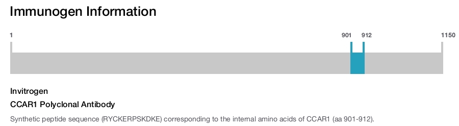 CCAR1 Polyclonal Antibody