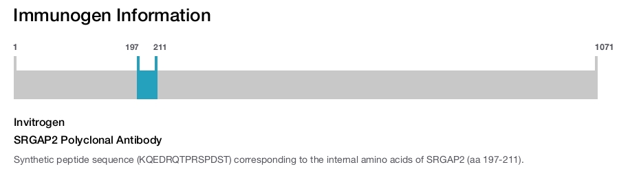 SRGAP2 Polyclonal Antibody