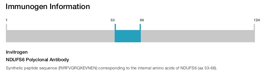 NDUFS6 Polyclonal Antibody