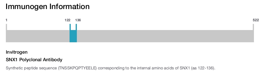 SNX1 Polyclonal Antibody