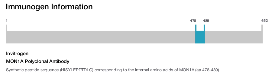 MON1A Polyclonal Antibody