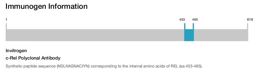 c-Rel Polyclonal Antibody