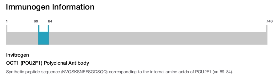 OCT1 (POU2F1) Polyclonal Antibody