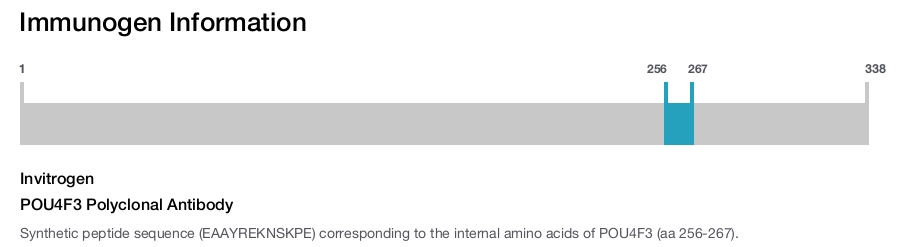 POU4F3 Polyclonal Antibody