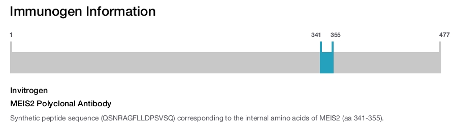 MEIS2 Polyclonal Antibody