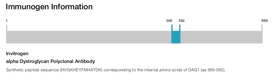 alpha Dystroglycan Polyclonal Antibody