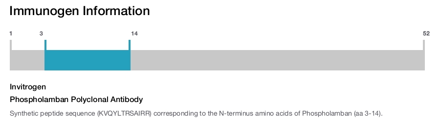 Phospholamban Polyclonal Antibody