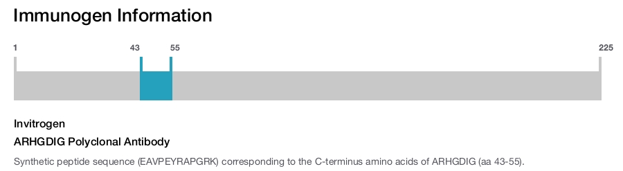 ARHGDIG Polyclonal Antibody