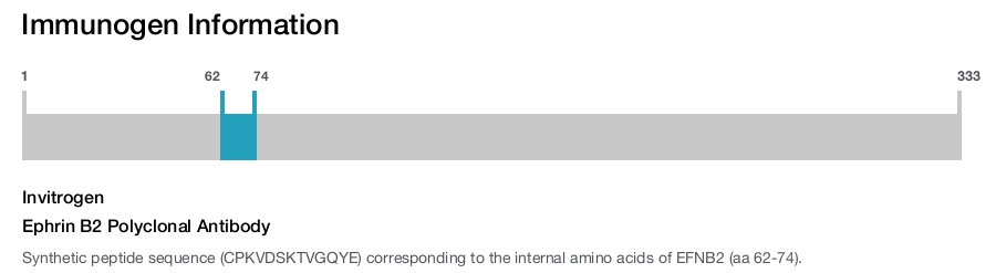 Ephrin B2 Polyclonal Antibody