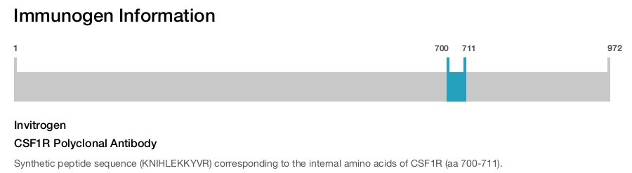 CSF1R Polyclonal Antibody