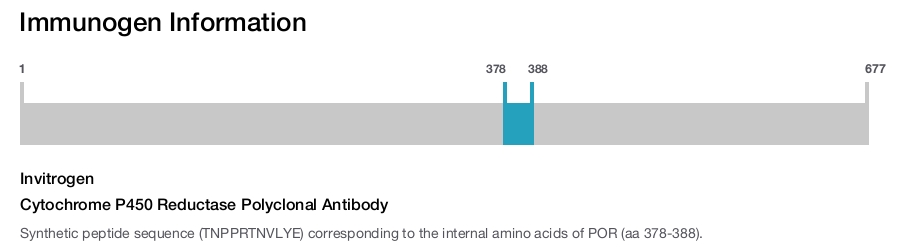 Cytochrome P450 Reductase Polyclonal Antibody