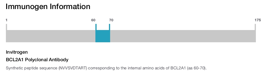 BCL2A1 Polyclonal Antibody