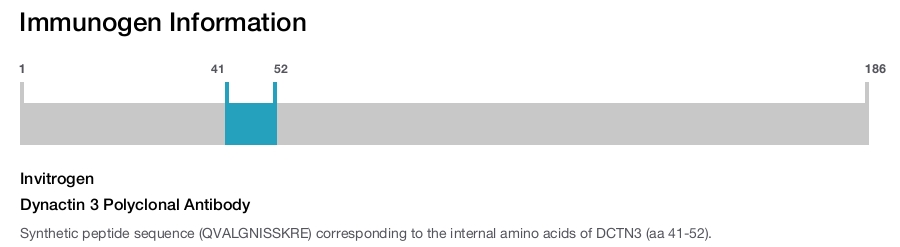 Dynactin 3 Polyclonal Antibody
