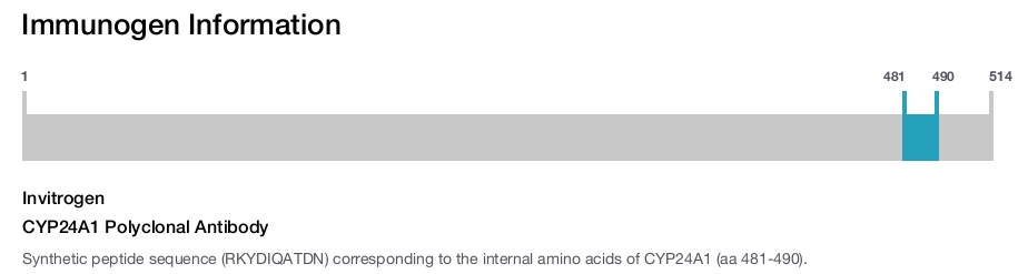 CYP24A1 Polyclonal Antibody